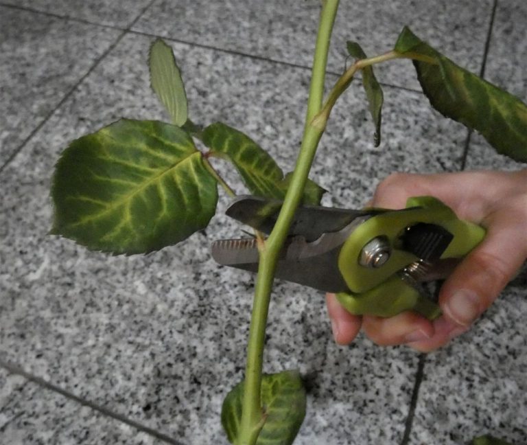 3 Simple Steps to Grow Roses from Cut Flowers The Girl with a Shovel