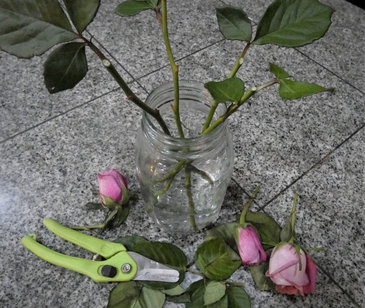 growing roses for cut flowers