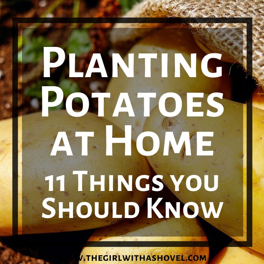 How to plant potatoes cover photo