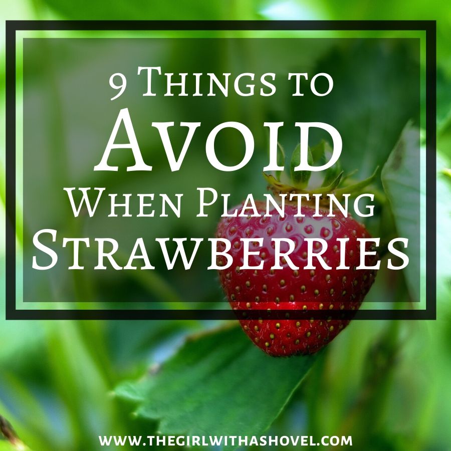How to Plant Strawberries Cover Photo