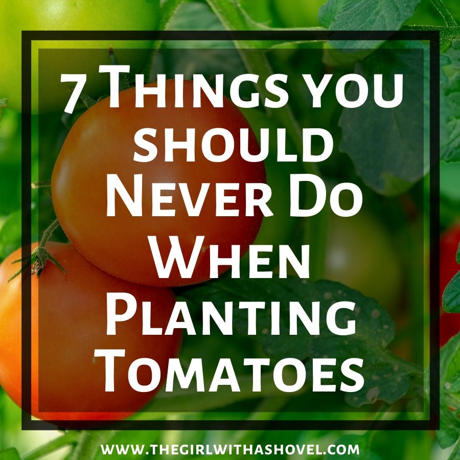 7 Things You Should Never Do when Planting Tomatoes