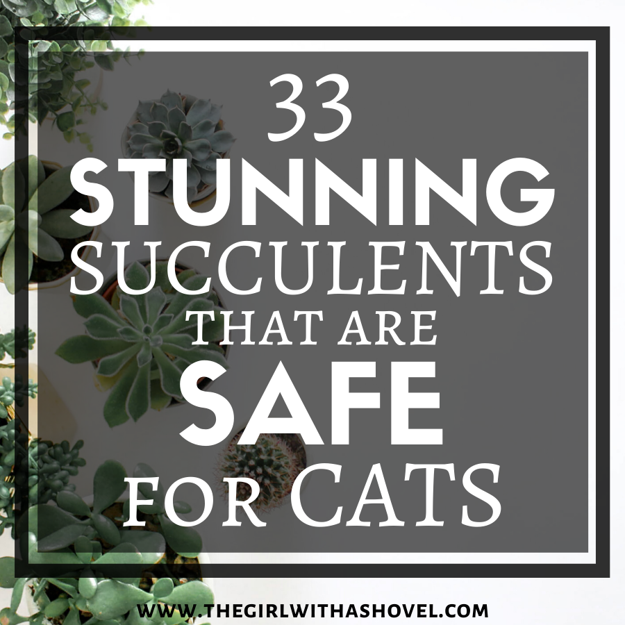 33 Stunning Succulents that are Safe for Cats