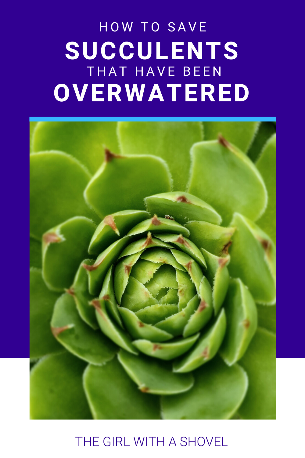 A picture ofa succulent and the title how to save succulents that have been overwatered
