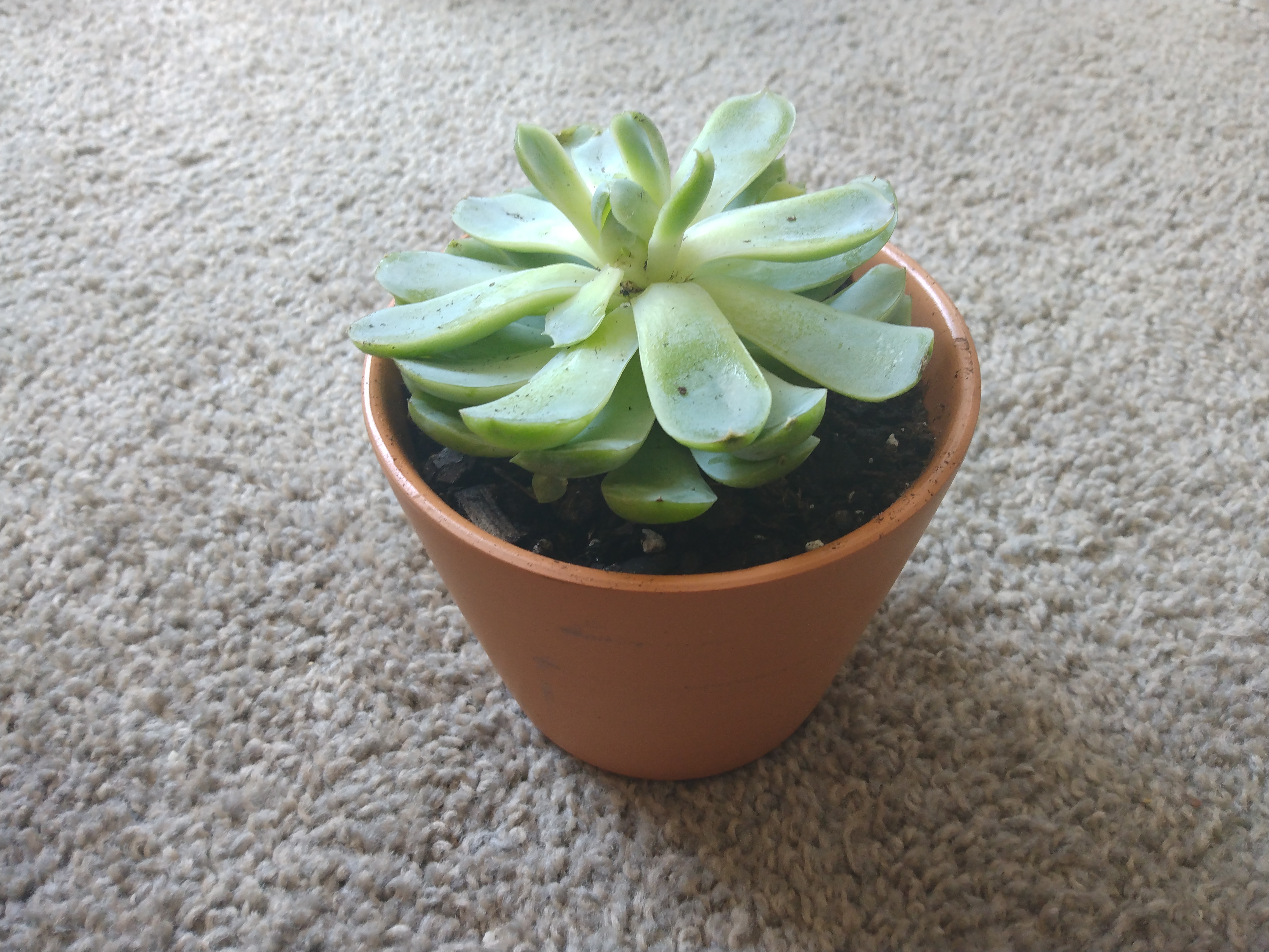 Repotted succulent
