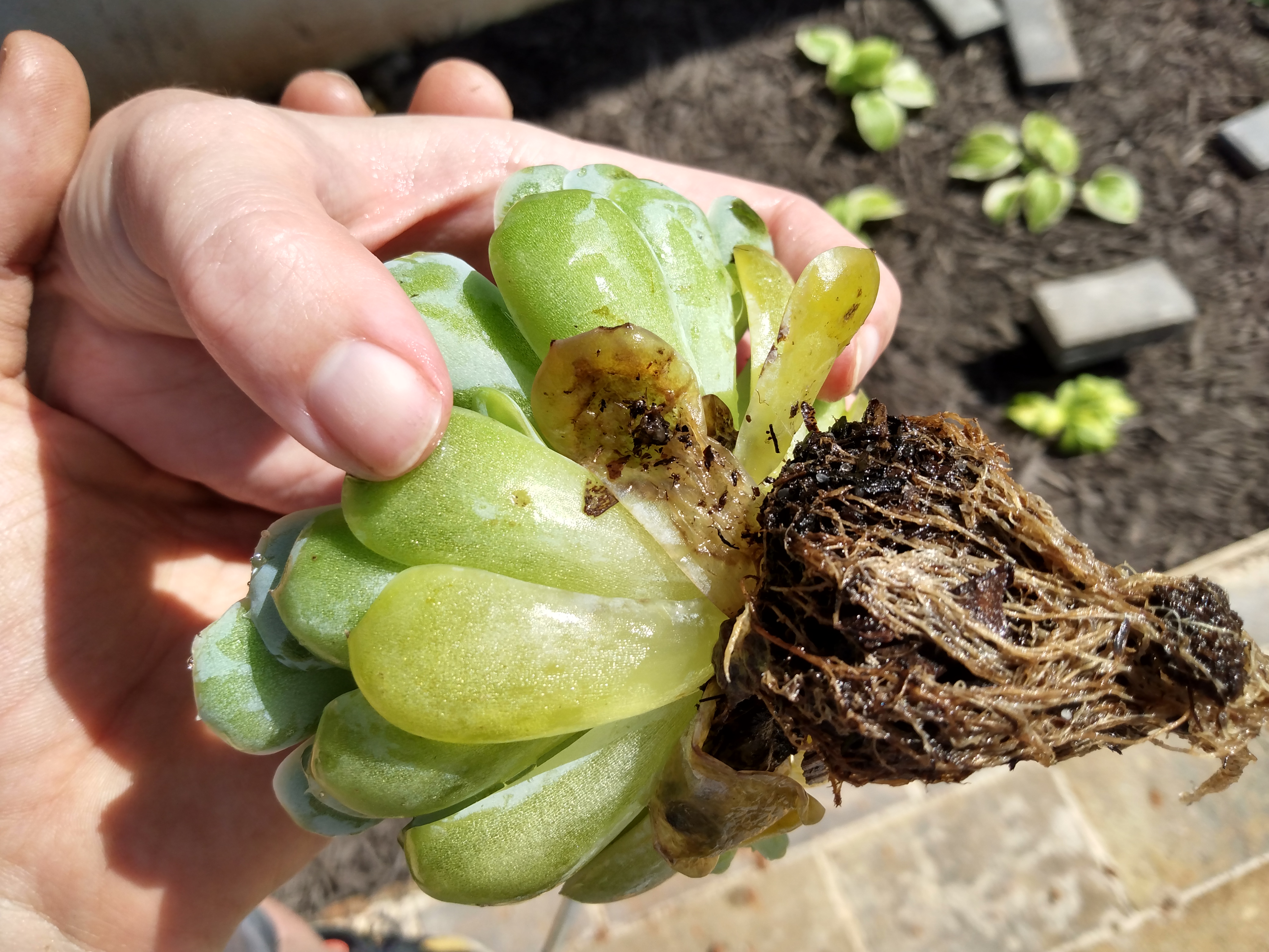 Overwatered Succulent Roots