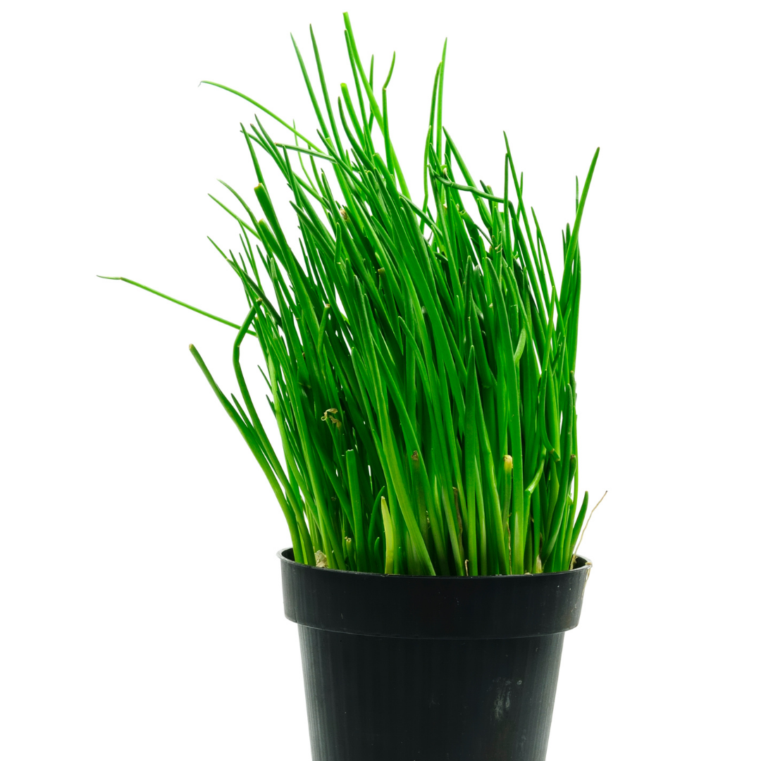 Easy herbs to grow indoors- Chive plant