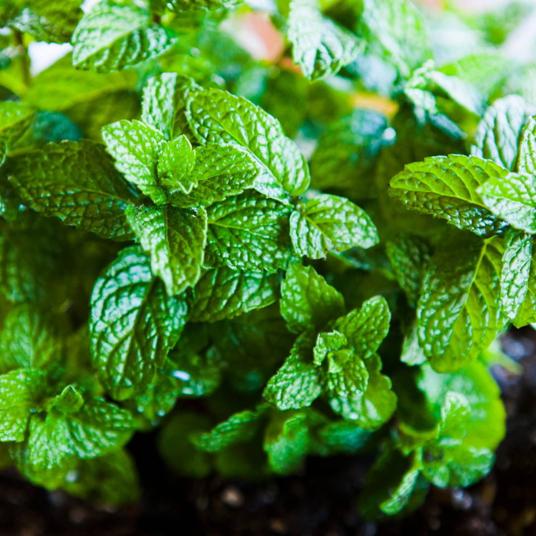 Easy herbs to grow indoors- Mint plant