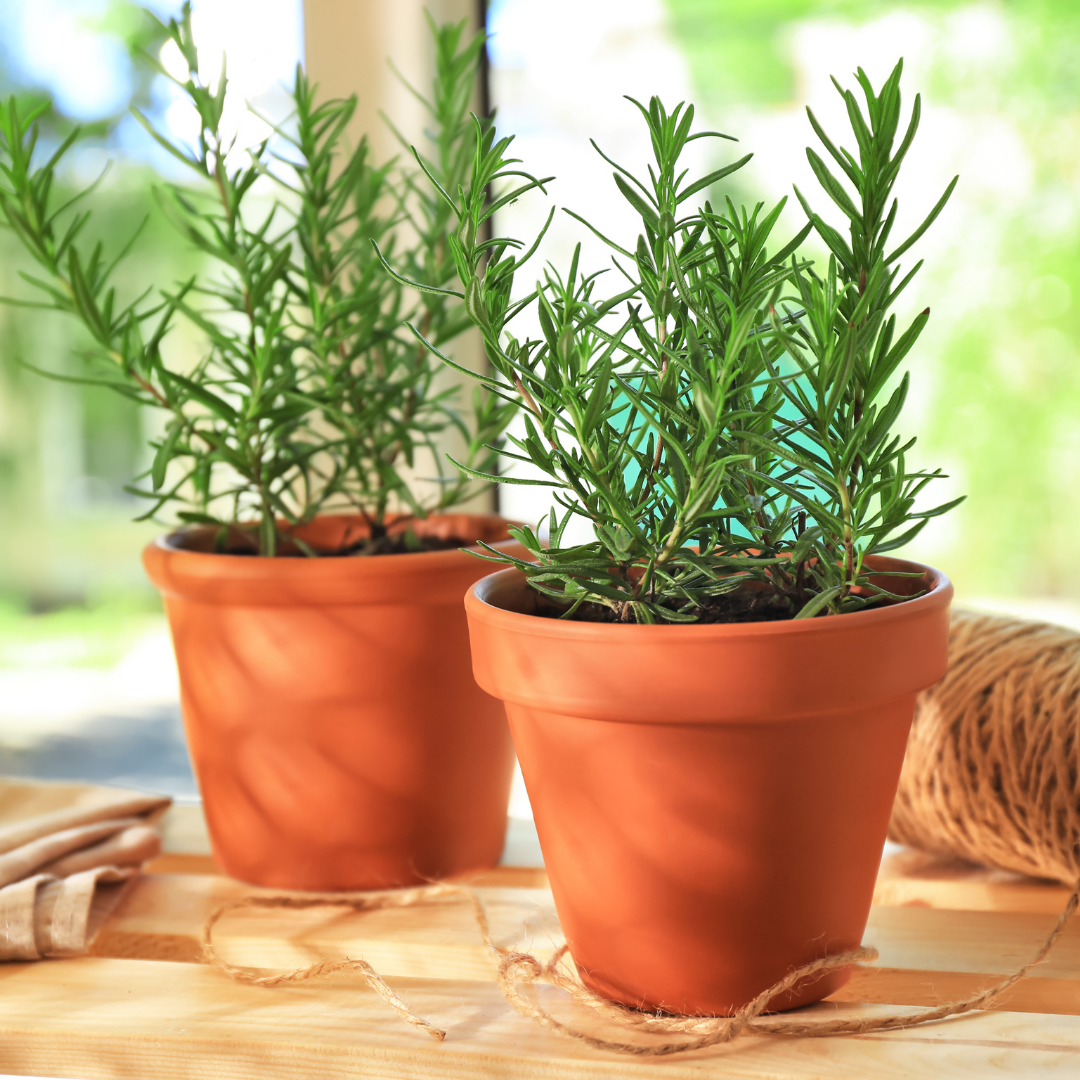 Easy herbs to grow indoors- Rosemary plant