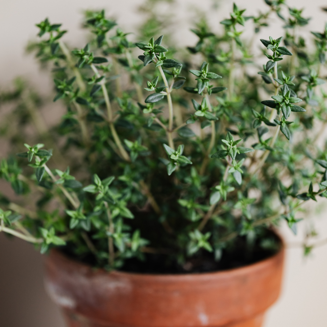 Easy herbs to grow indoors- Thyme plant
