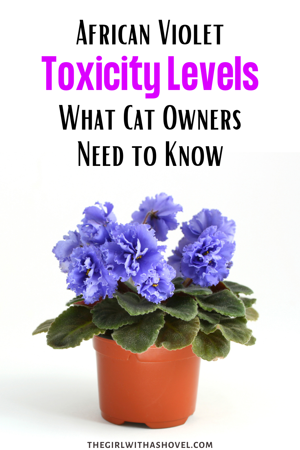 Are African Violet Houseplants Safe for Cats? The Girl with a Shovel