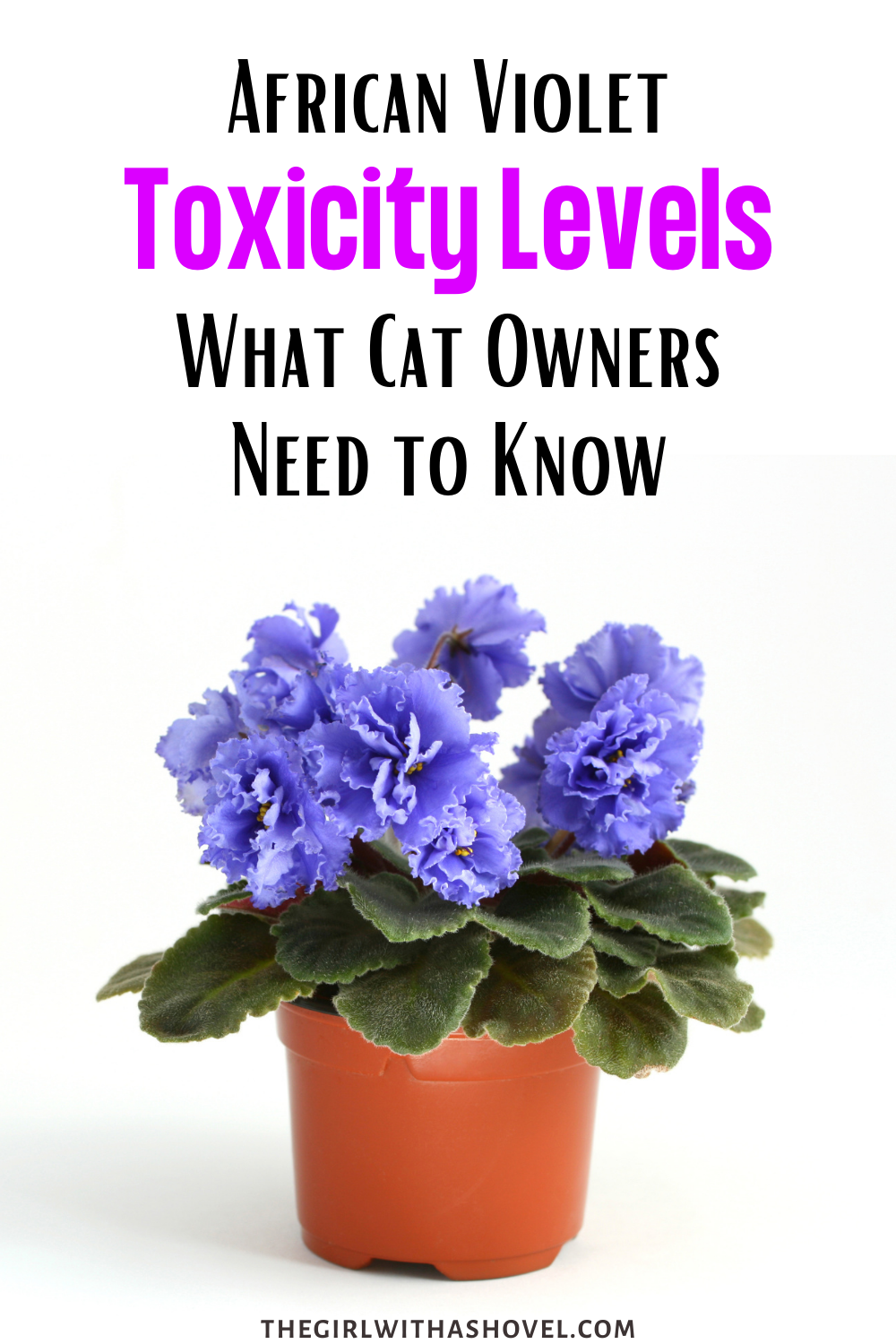 are african violets poison to cats and dogs