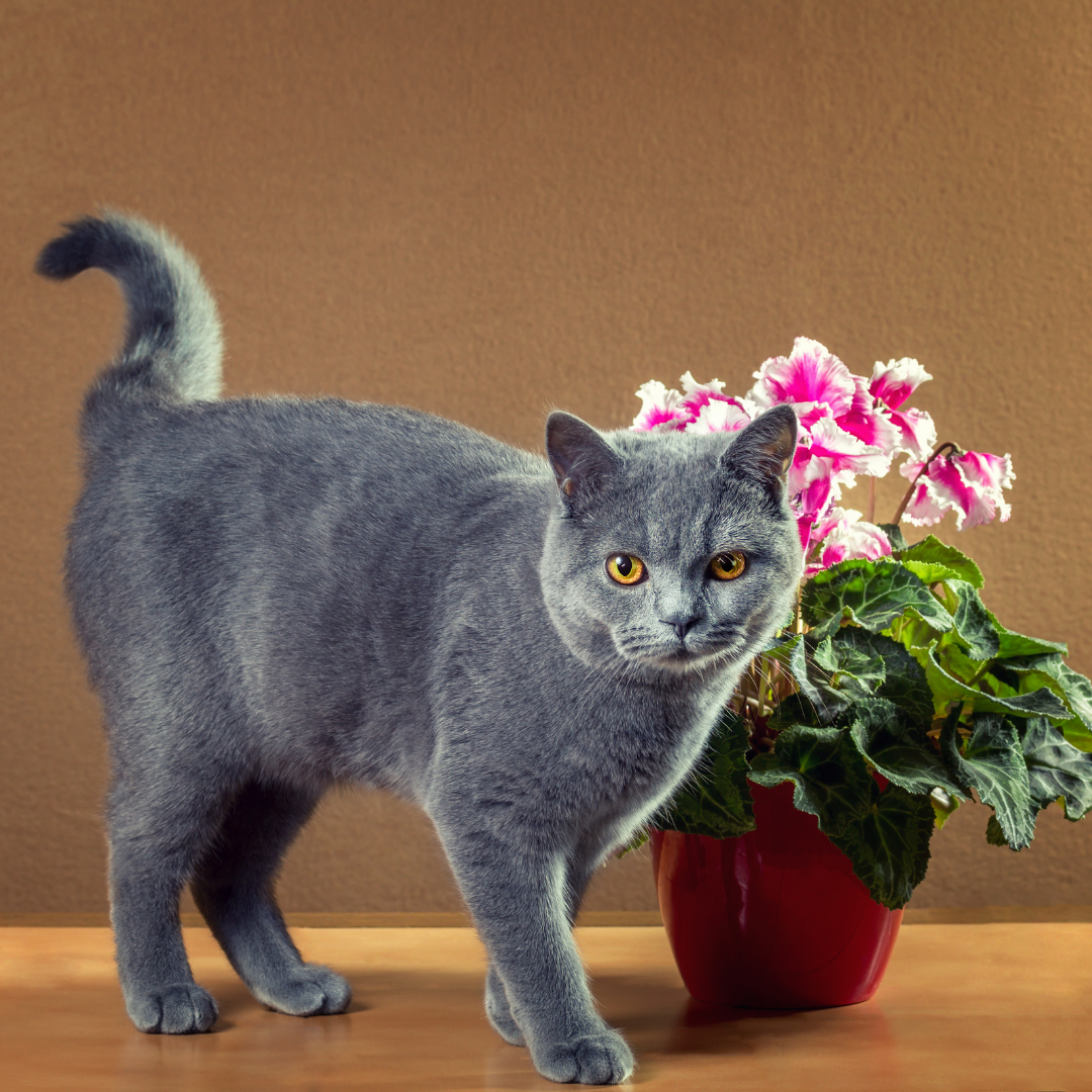 A gray cat walking next to a potted african violets plant