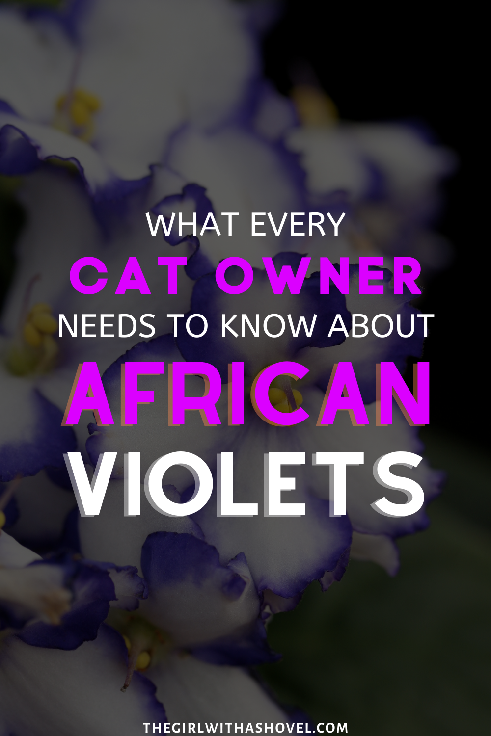 A picture of african violets with the title what every cat owner needs to know about african violets