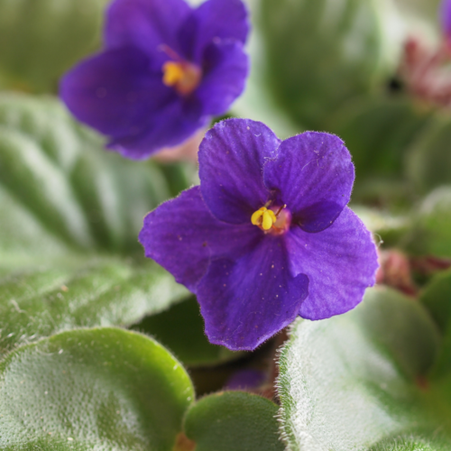Are African Violet Houseplants Safe for Cats? The Girl with a Shovel