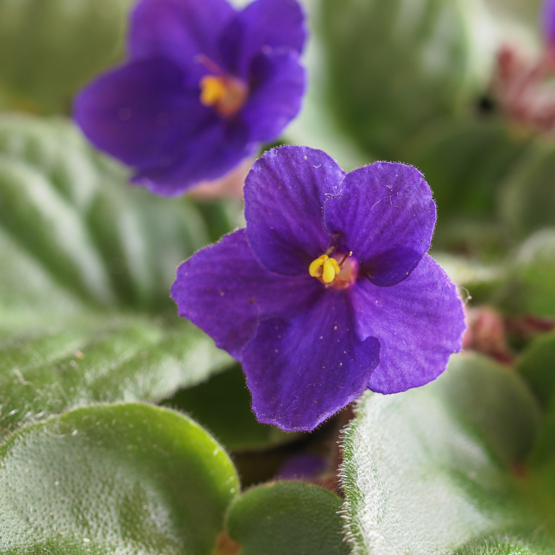 A close up picture of a flowering african violet 