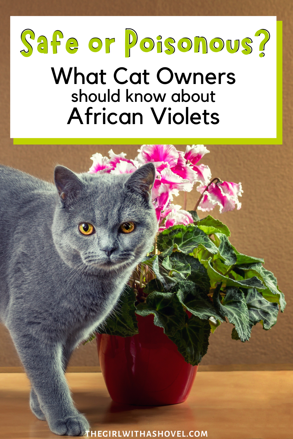 A picture of a cat next to african violets with the title safe or poisonous? What at owners should know about african violets