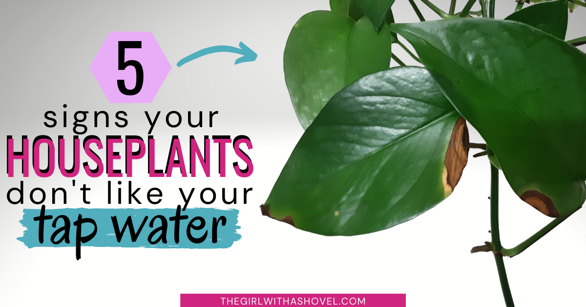 The 5 Signs your Plants Need Filtered Water The Girl with a Shovel