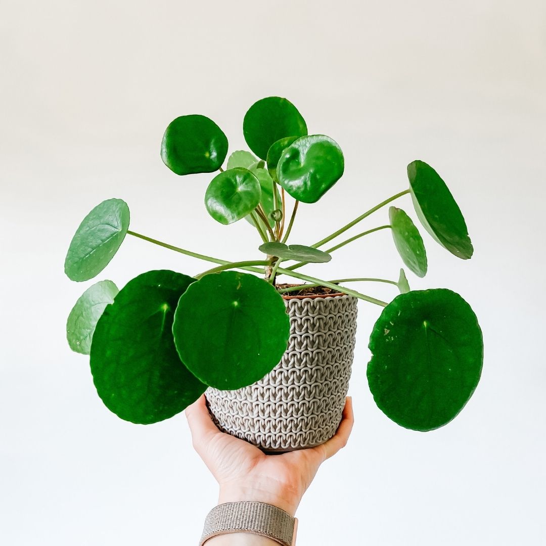 a Picture of someone holding a plant in a woven pot