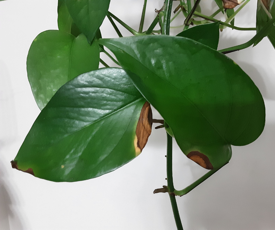 Browning leaf tips and dying necrotic spots on plant leaves