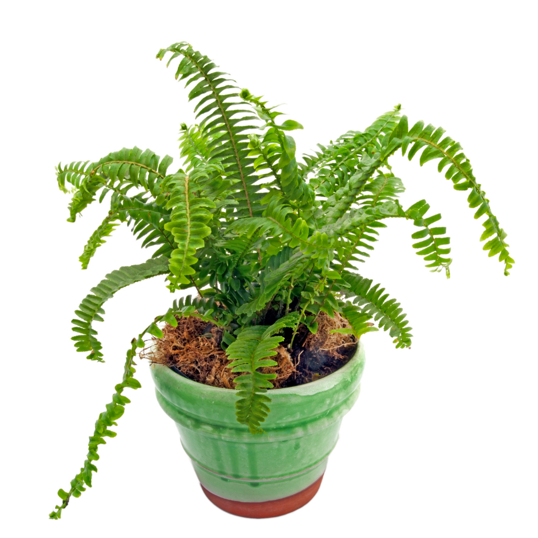 A picture of a boston fern in a green pot