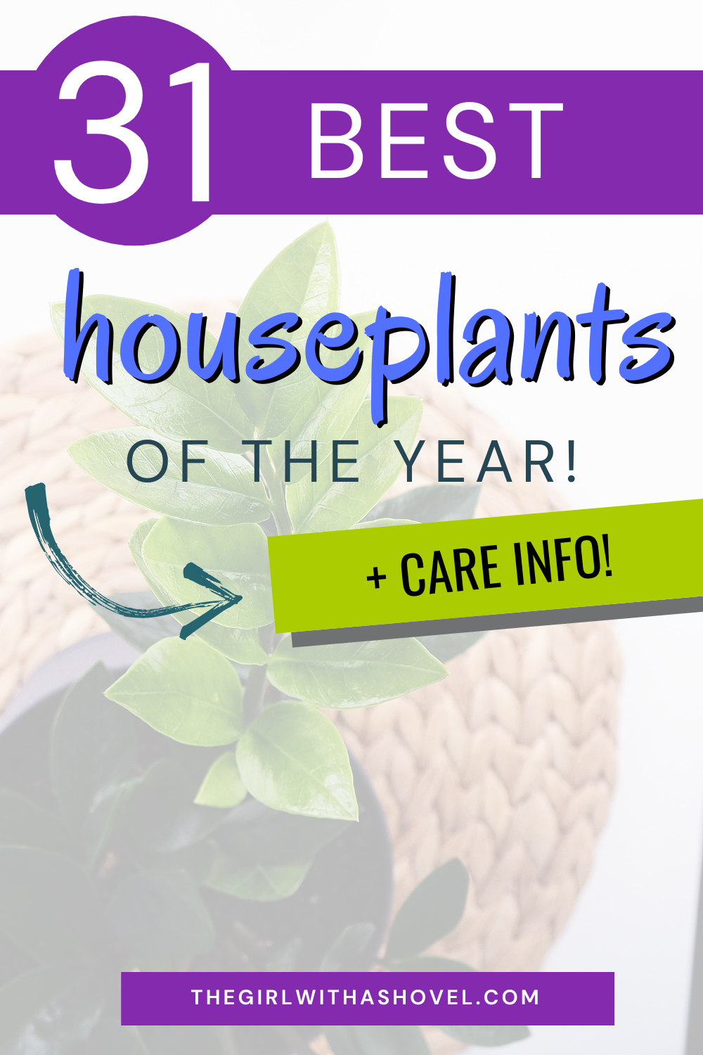 A decorative picture of a plant with the title 31 best houseplants of the year and care info