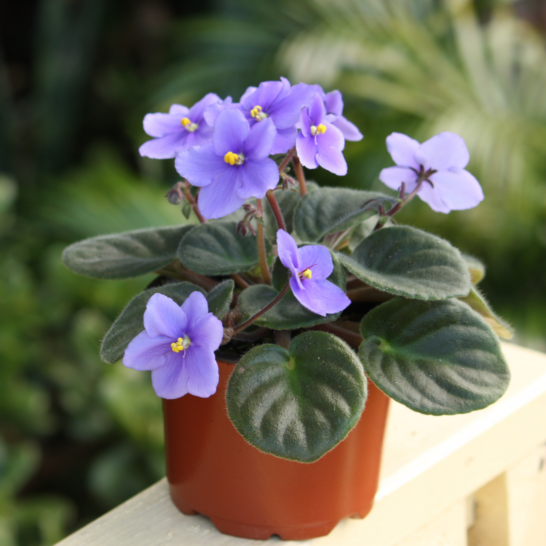 Flowering african violets in a pot