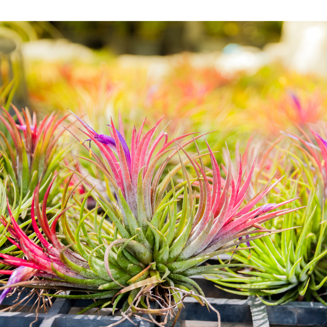 Air plants with their ombre shades of green to pink
