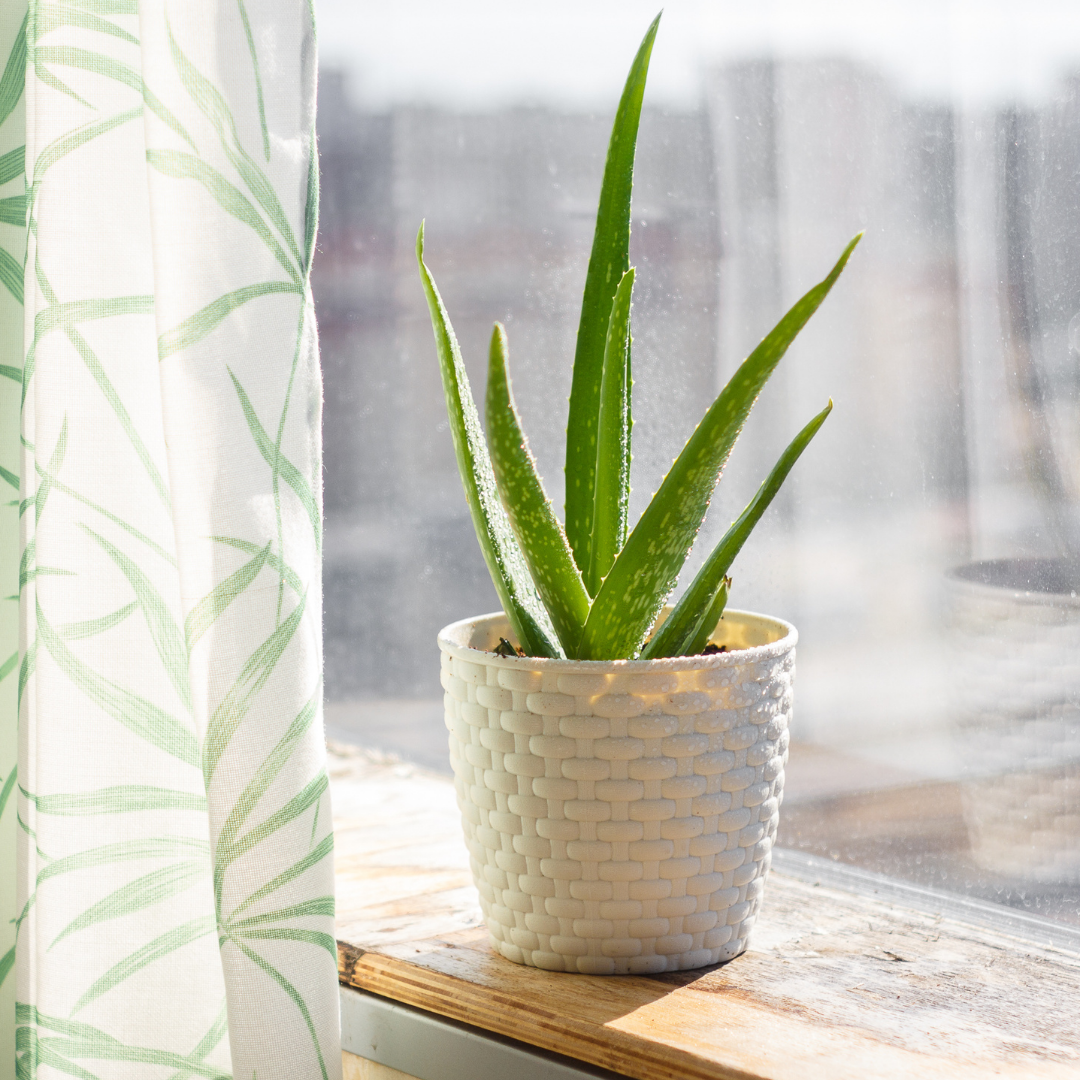 An aloe verya plant used to decorate a window seal