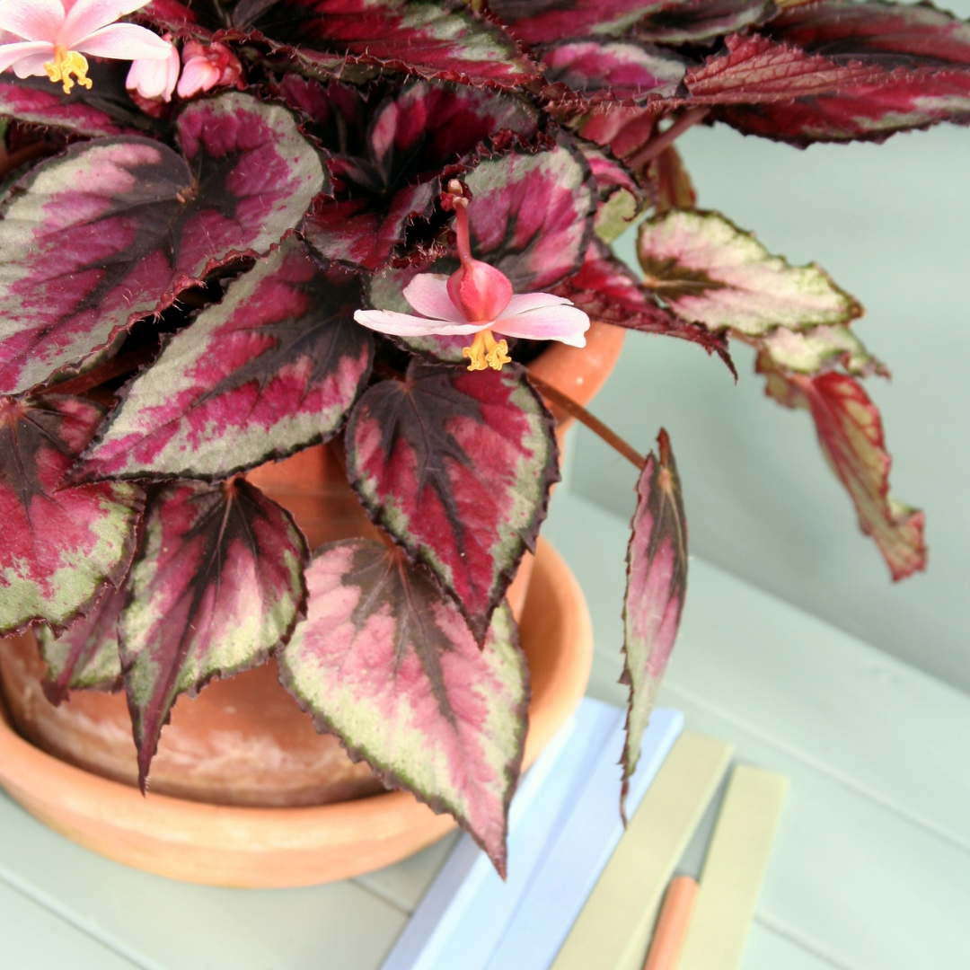 A picture of flowering begonia and its multicolored leavves of shades of pink cream and brown