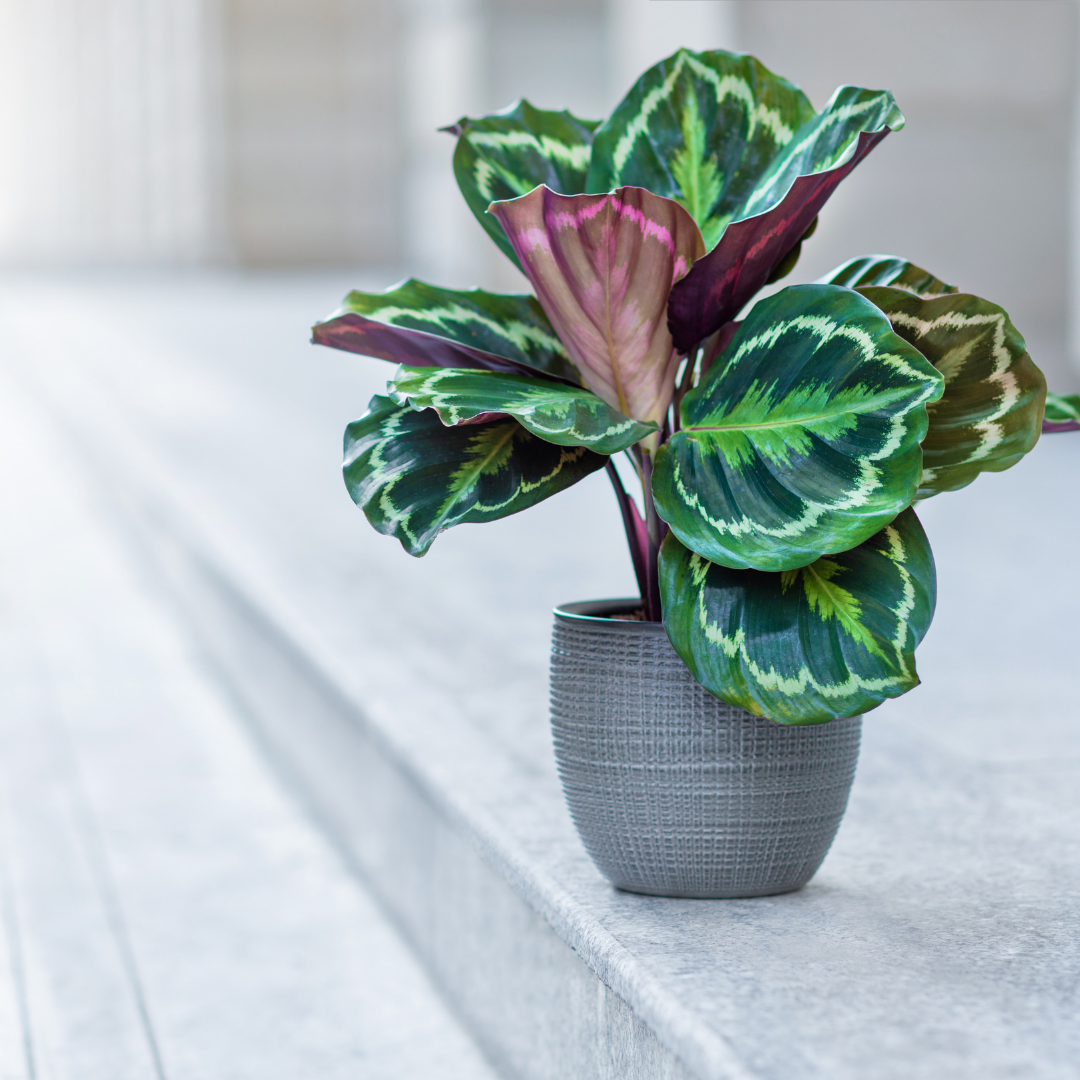 A peacock plant with leaves varying from green to purple in a gray pot