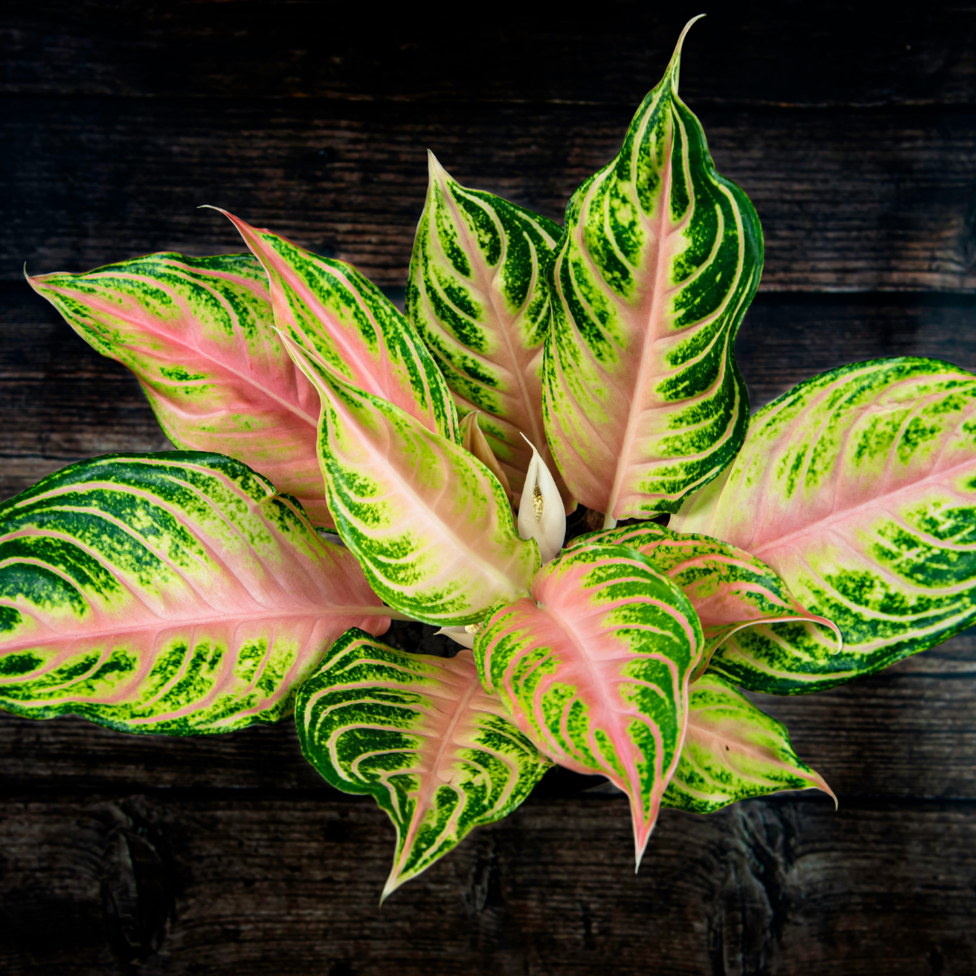 An overhead picture of a chinese evergreen and its leaf design of various shades of pink and green