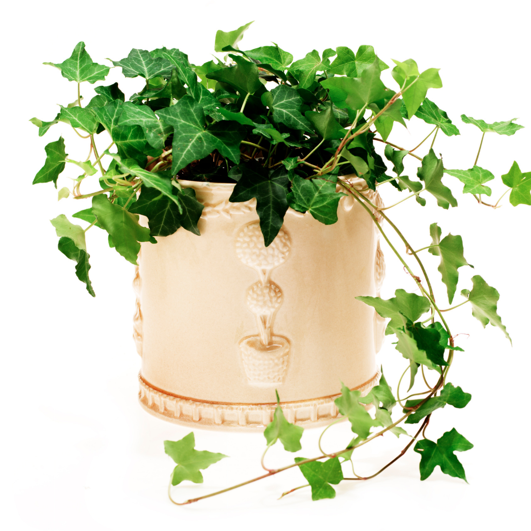 A decorative english lily in a pot with its leaves overflowing through the top