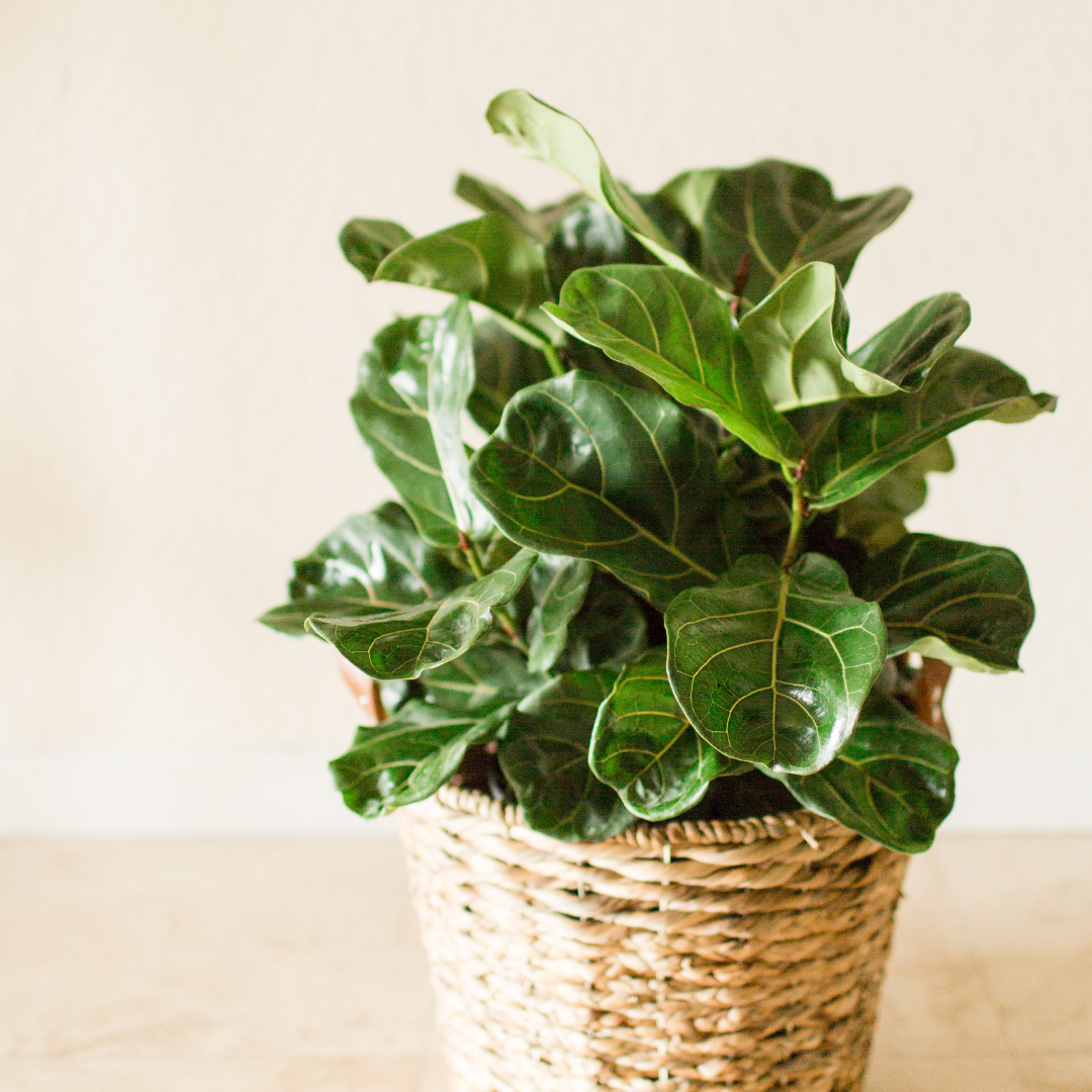 A Fiddle Leaf Fig decoratively placed in a woven basket