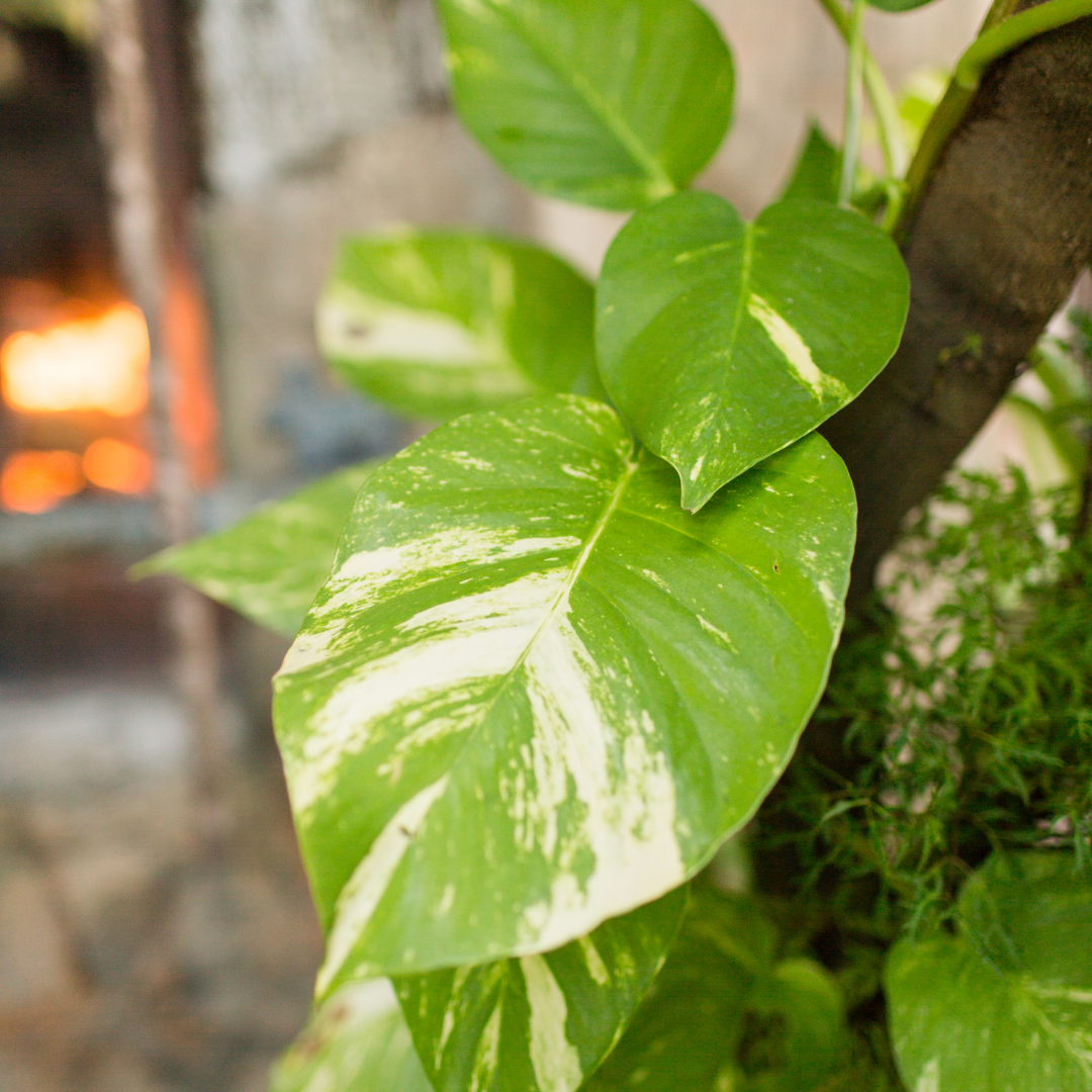 A close shot of a Golden Pothos leaf and its varying shades of cream and green