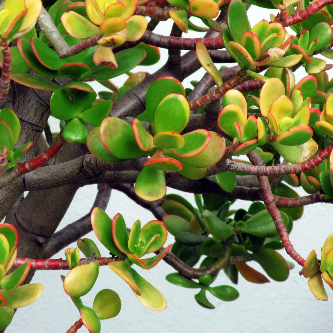 A close up pictue of a jade plant and its varying color leaves ranging from green yellow and red