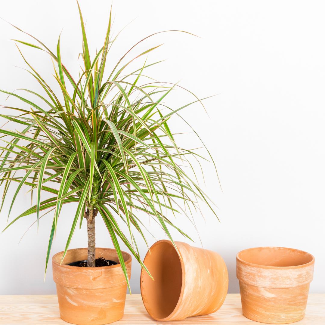A madagascar dragon tree in a pot next to two empty pots