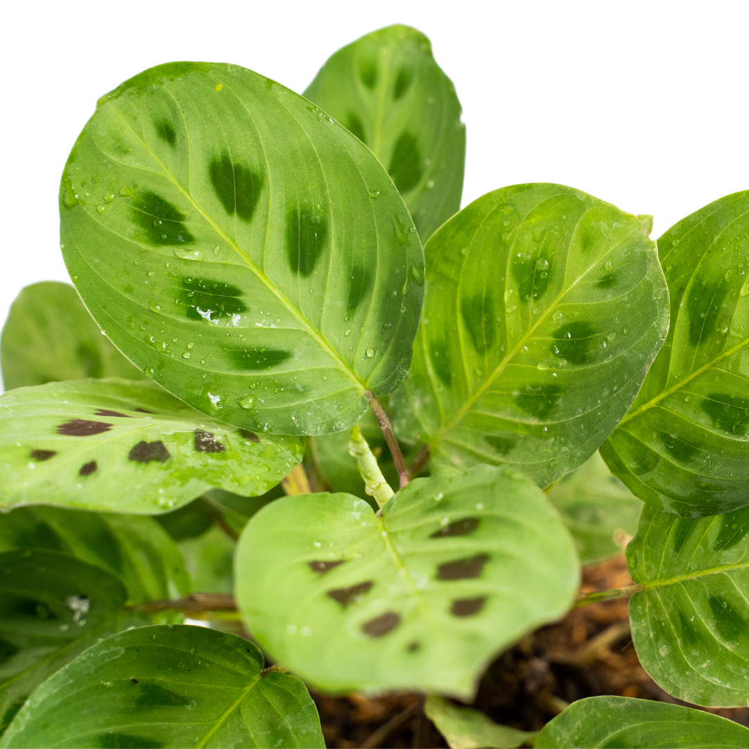 A picture of stems and leaves of the prayer plant with its varying shades of green