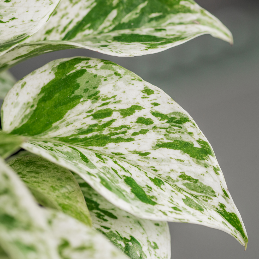 A close up picture of Marble Queen Pothos and it's cream and green leaf patterns