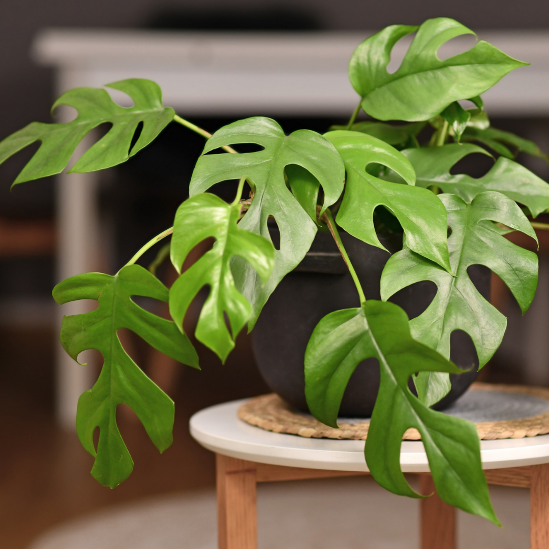A Mini Monstera decoratively placed on a small table