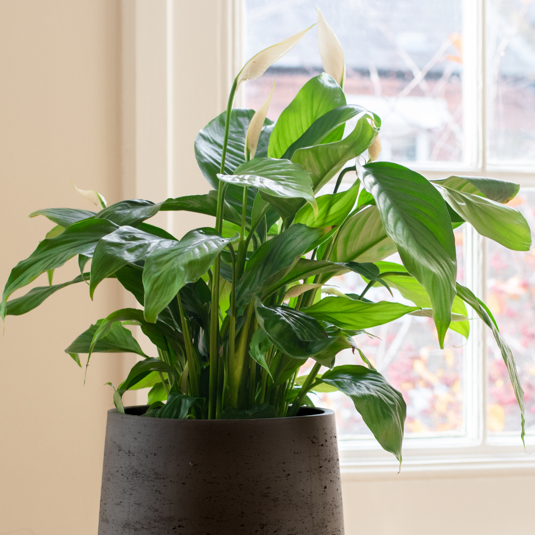 A decorative picture of a peace lily in a pot by a window