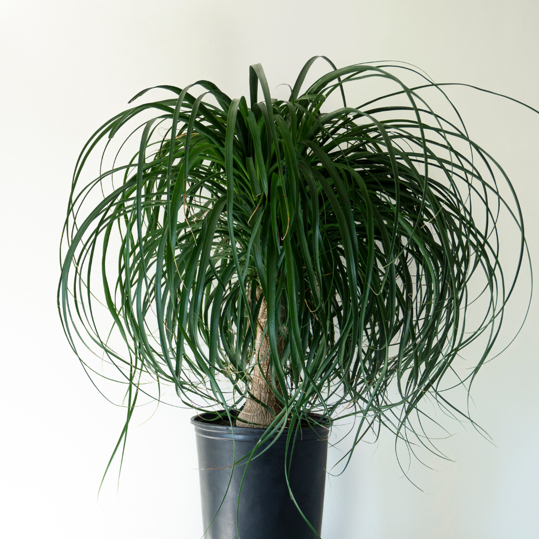 A Ponytail Palm being displayed in a black pot