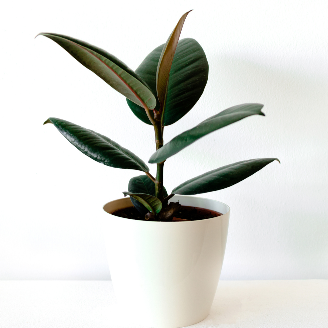 A rubber tree plant white pot