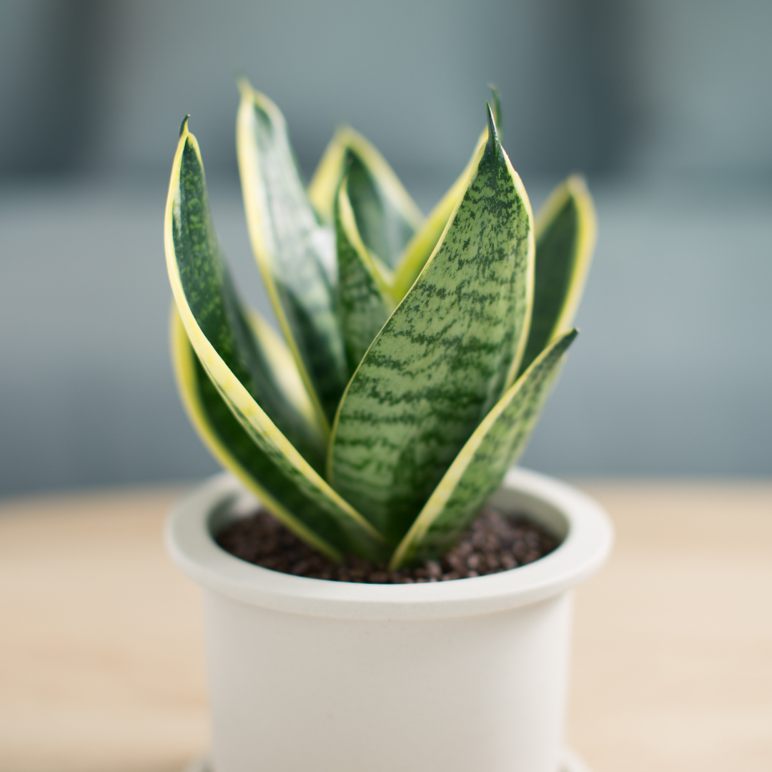 A close up picture of a snake plant showing it's varying leaf designs and color