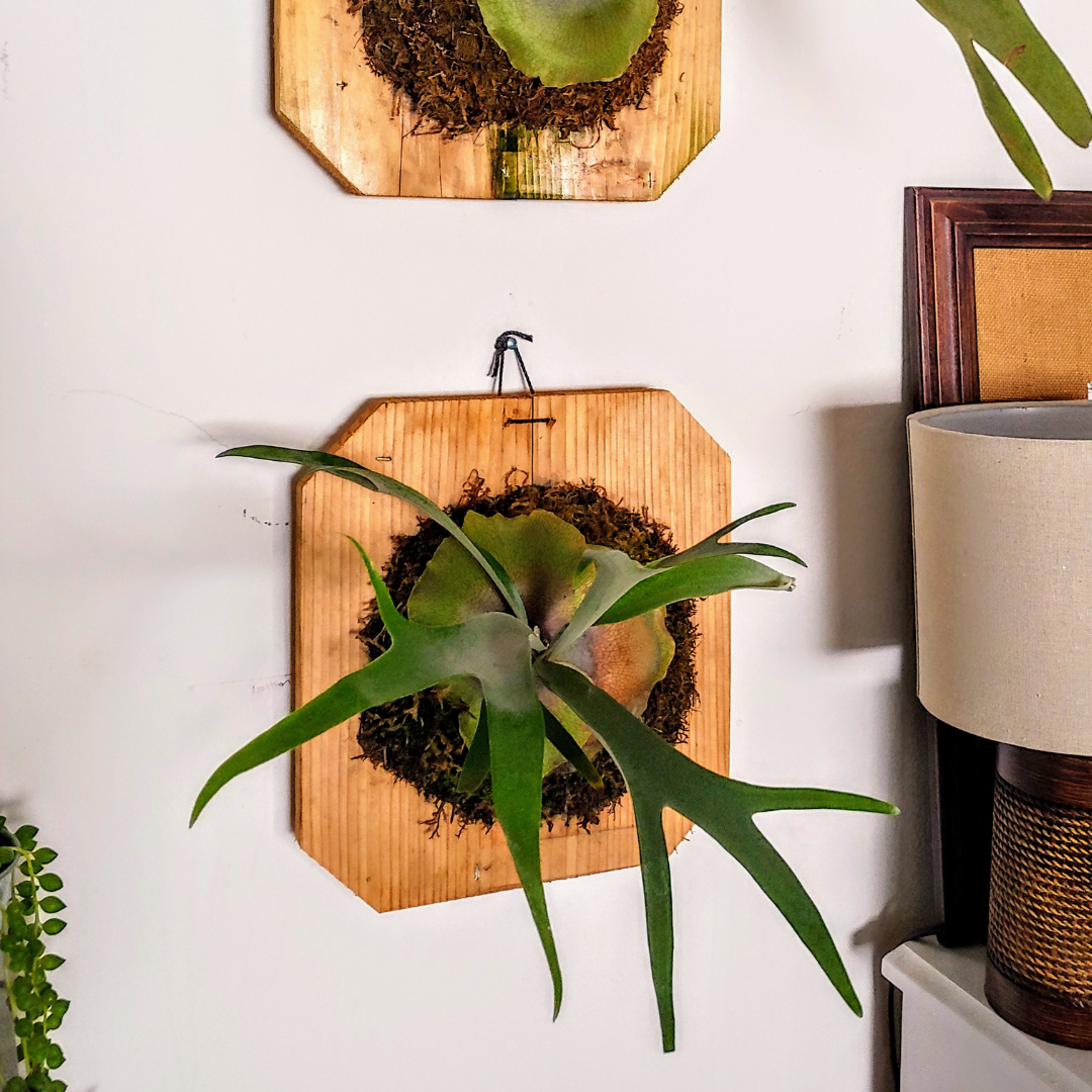 A wall mounted staghorn fern