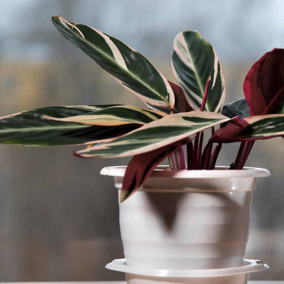 a tricolor stromanthe with special attention to its leaf colors of green cream and pink