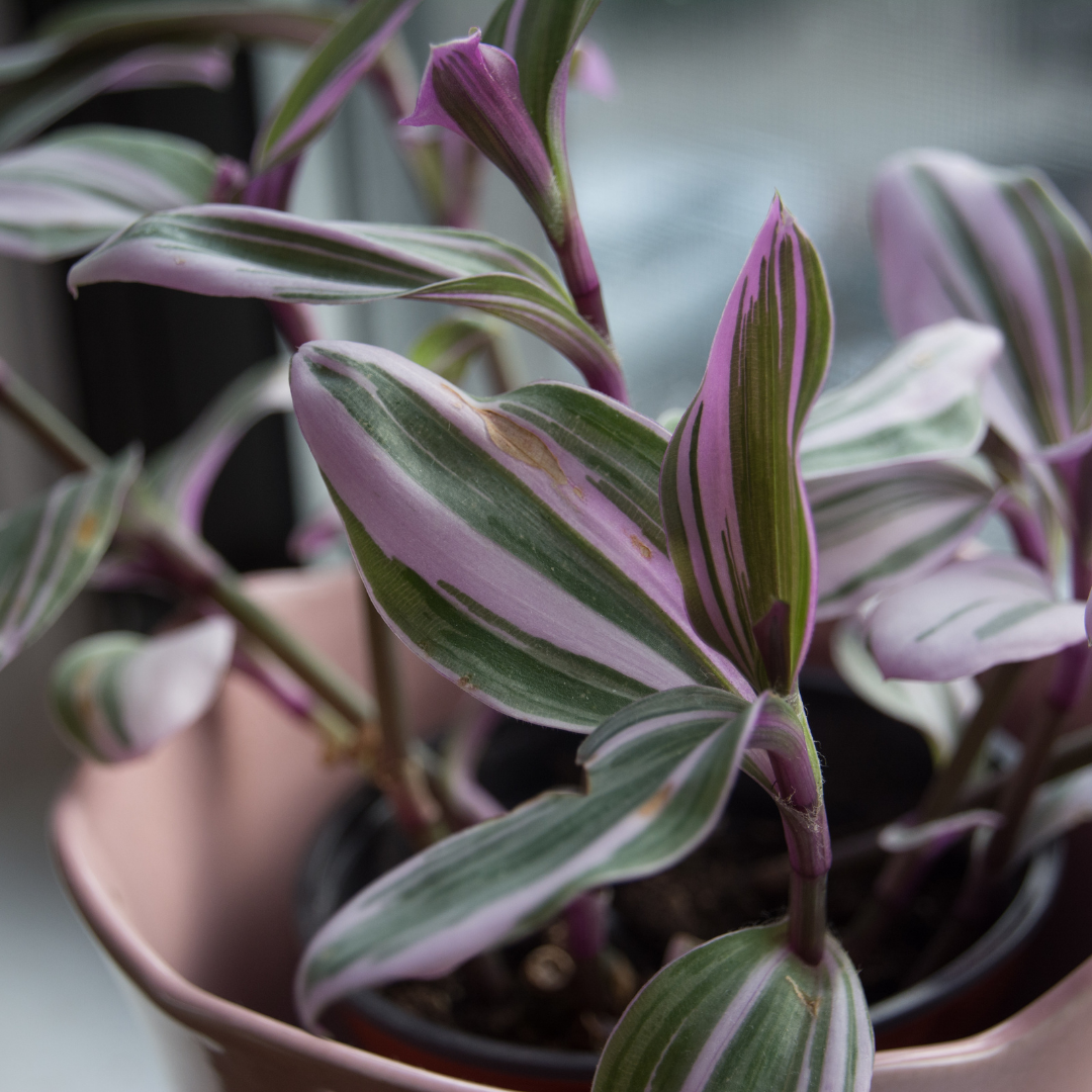 Tradescantia nanouk with a purple and green variety of leaves