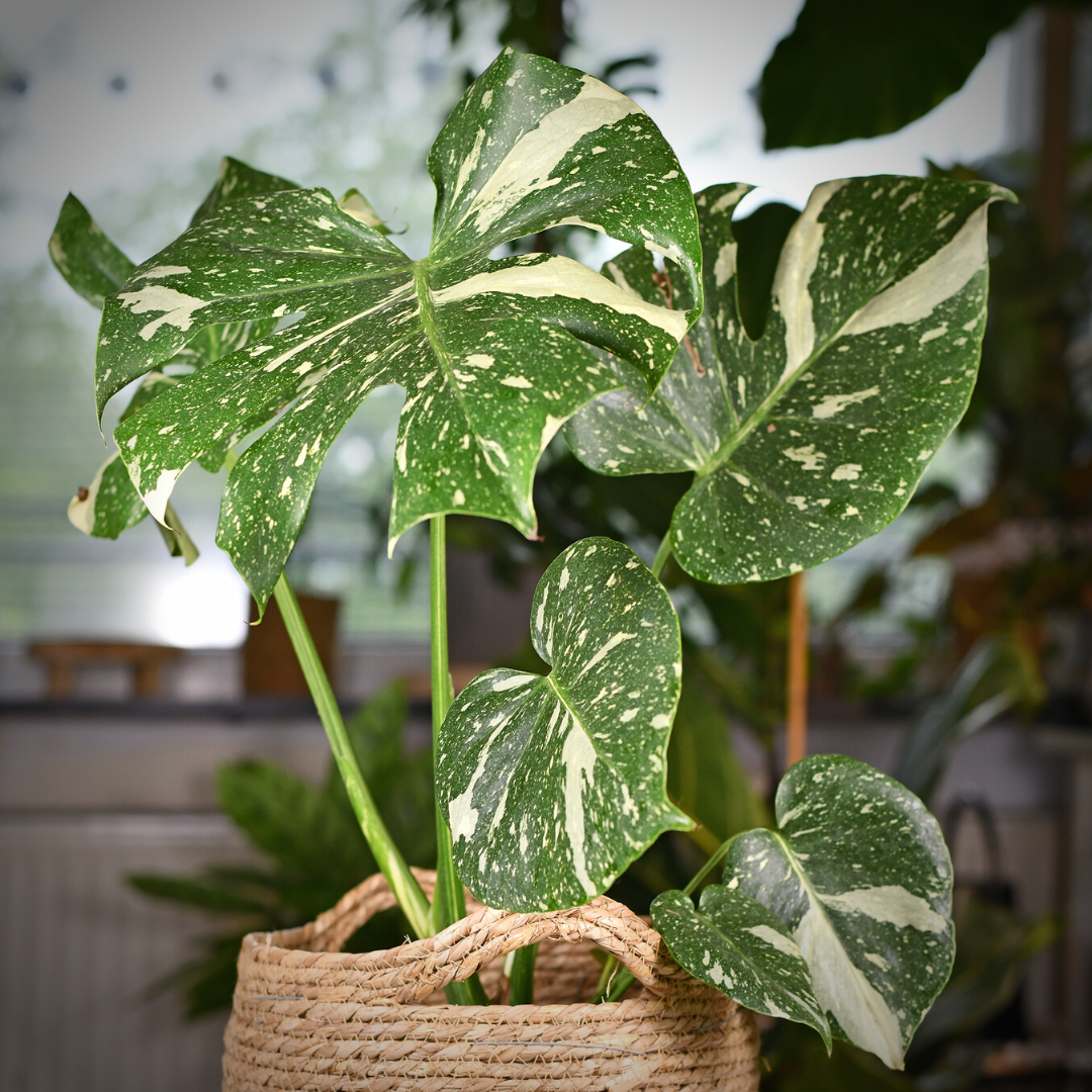 a picture of a variegated monstera of varying colors of green and cream potted in a woven basket
