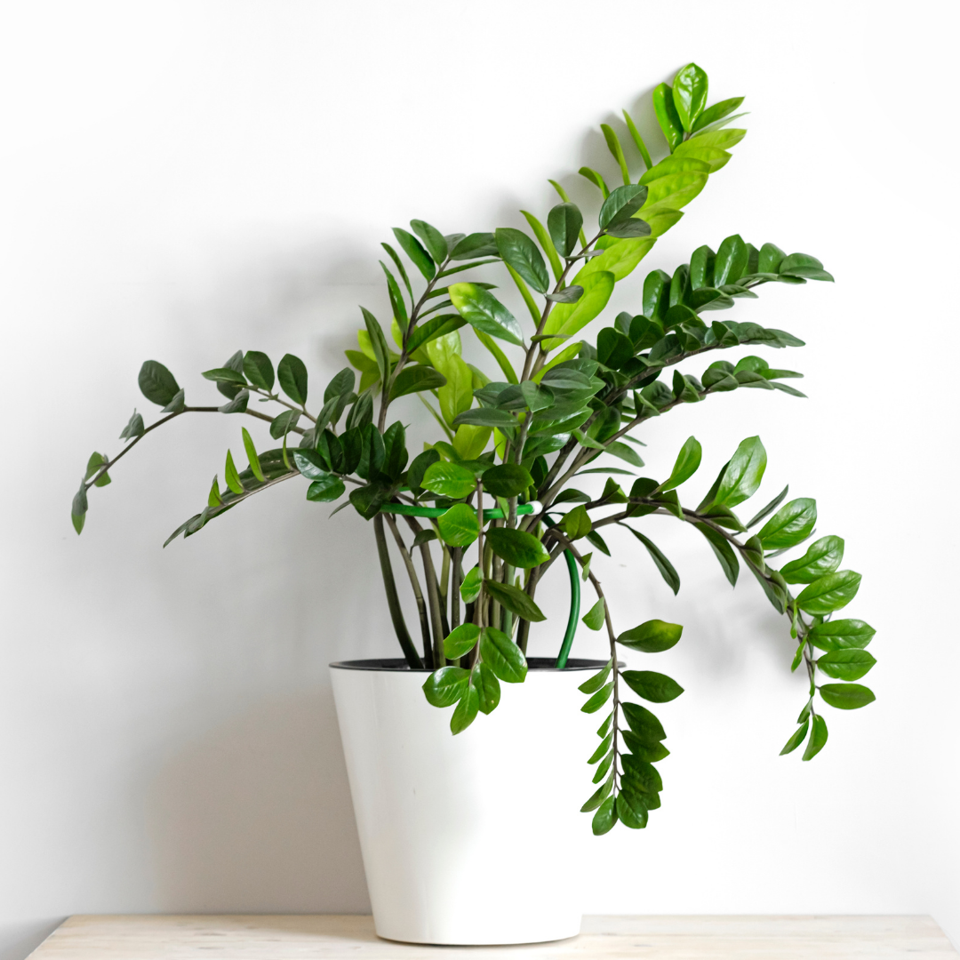 A picture of a ZZ plant in a white pot on a small table