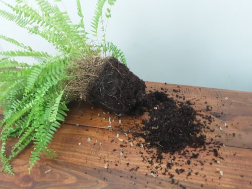 A picture of loosened up and massaged roots of a boston fern plant