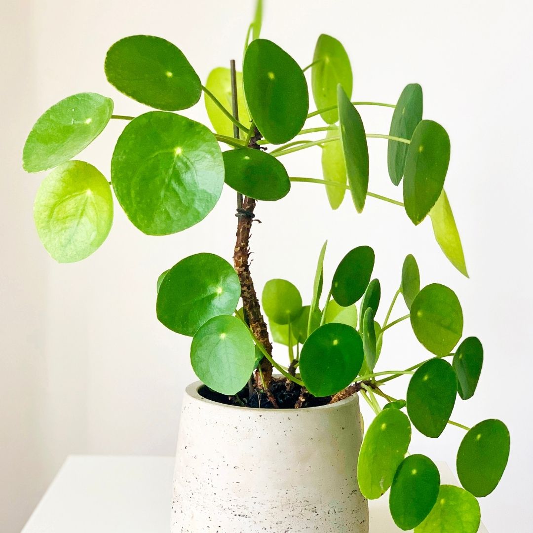 a pilea peperomioides in a cream pot